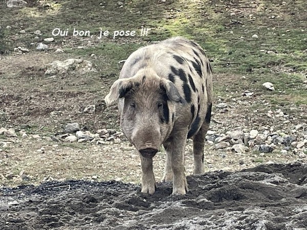  GAELLE ET WINNIE EN CORSE : LE RETOUR  21