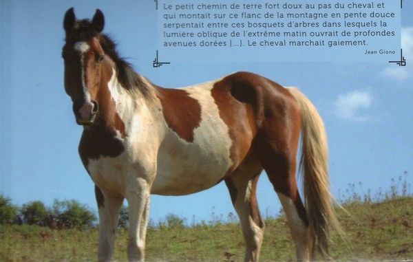 Citation Et Photo De Cheval