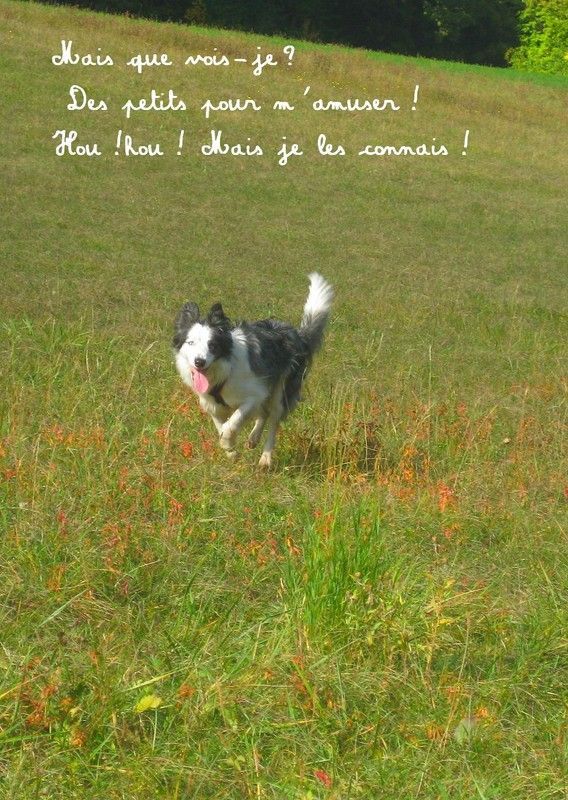 site pour rencontre canine