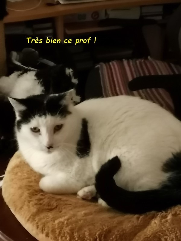 10 CHATS LÉGENDAIRES