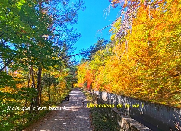 BALADE DU 13 OCTOBRE AVEC MON AMI WINNIE 03