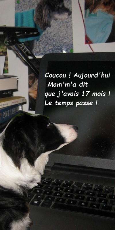    COUCOU C'EST VENUS L'ADO BORDER COLLIE 17 MOIS