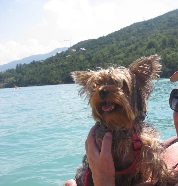 Bonnes Raisons Demmener Son Chien En Vacances