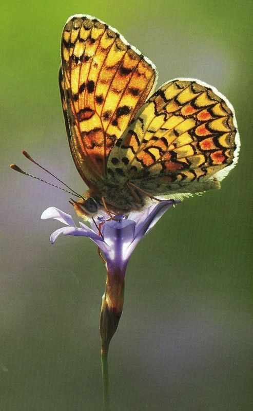 Fragile comme...Bernard Ugeux