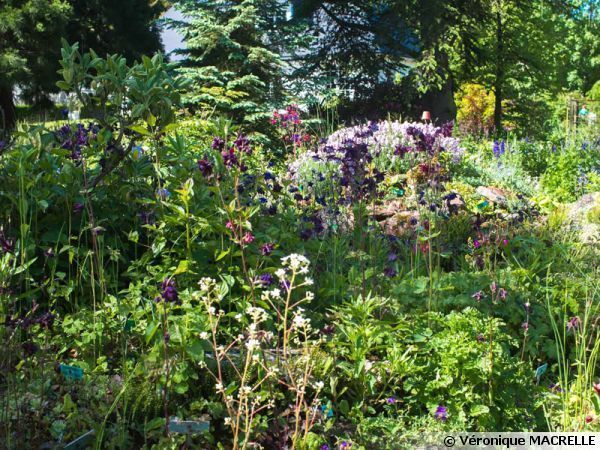 floralpina-massif-600x450