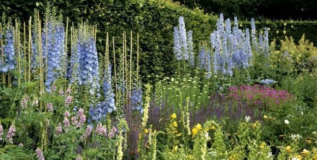 jardin-anglesey-national-trust