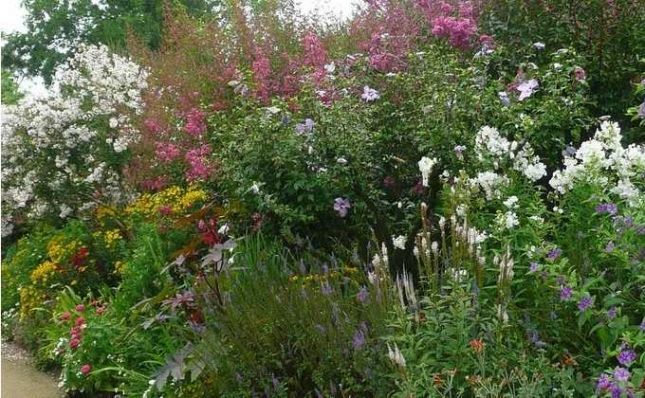 kit-haie-et-massif55