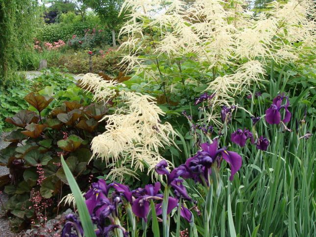 massif_vivace__070538500_1046_02102015