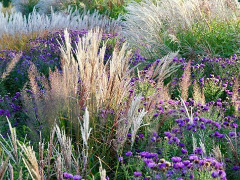 mixed-border-graminees-ornementales