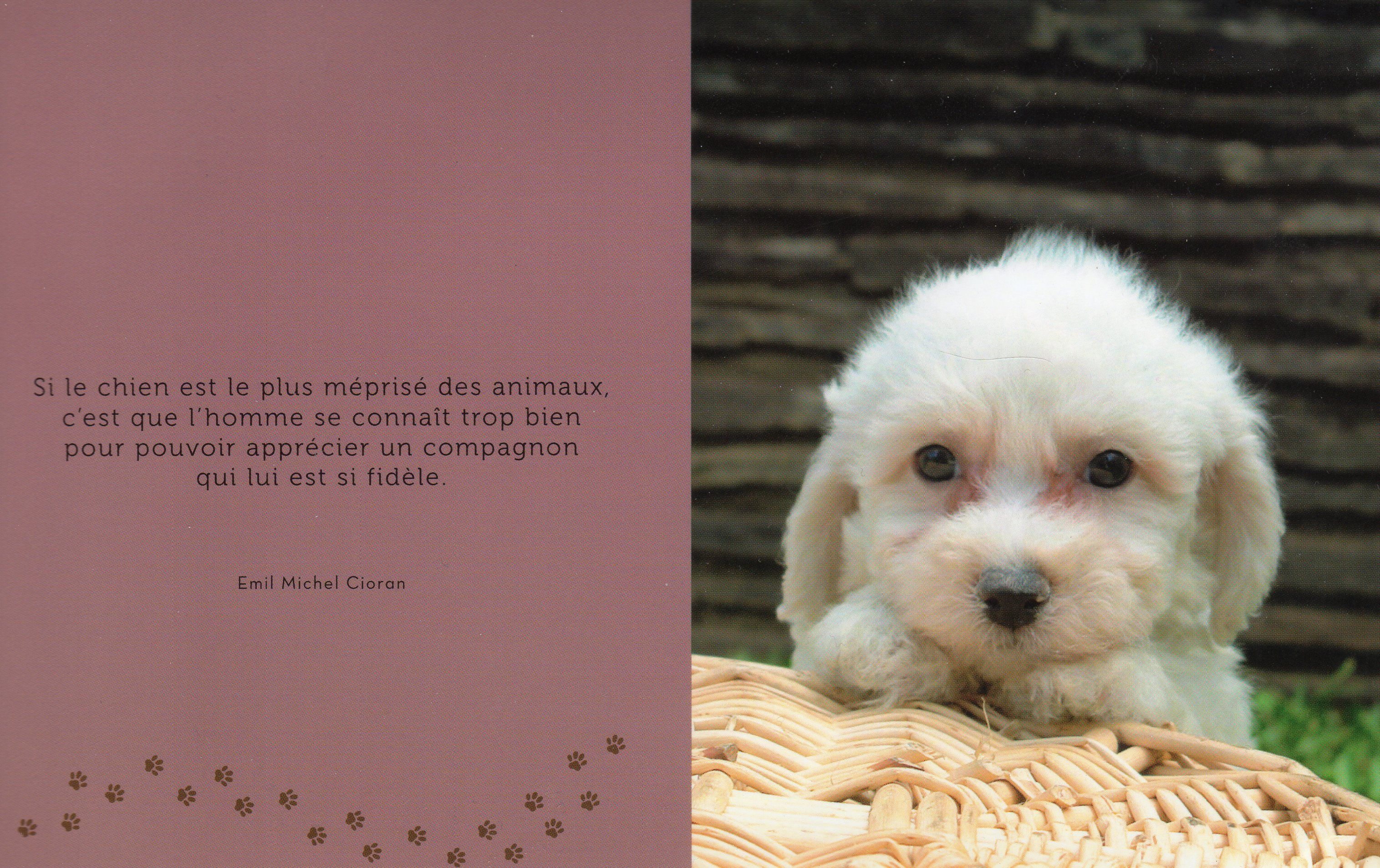 Citation et photo de chiens 7