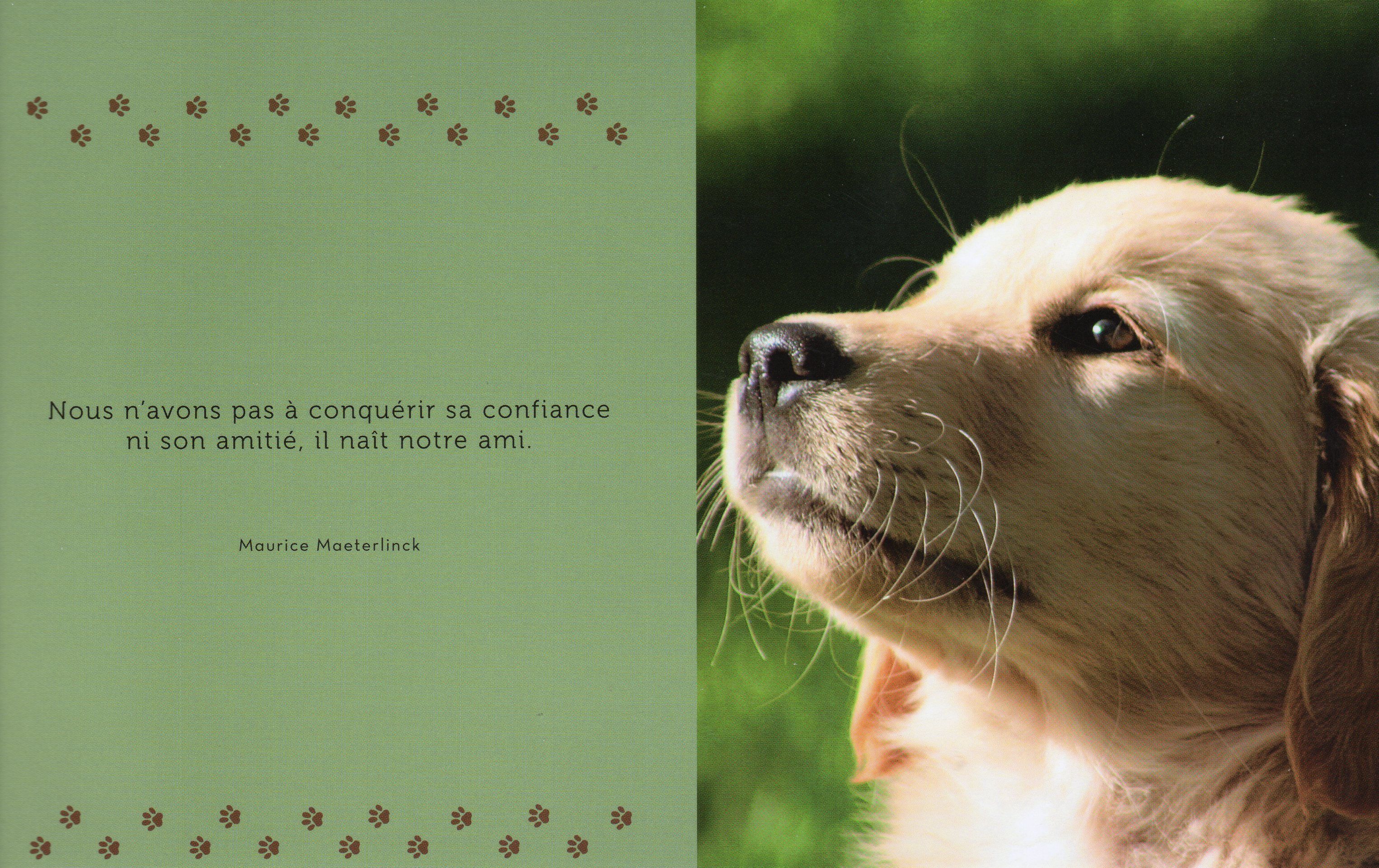 citation et photo de chiens Page 6