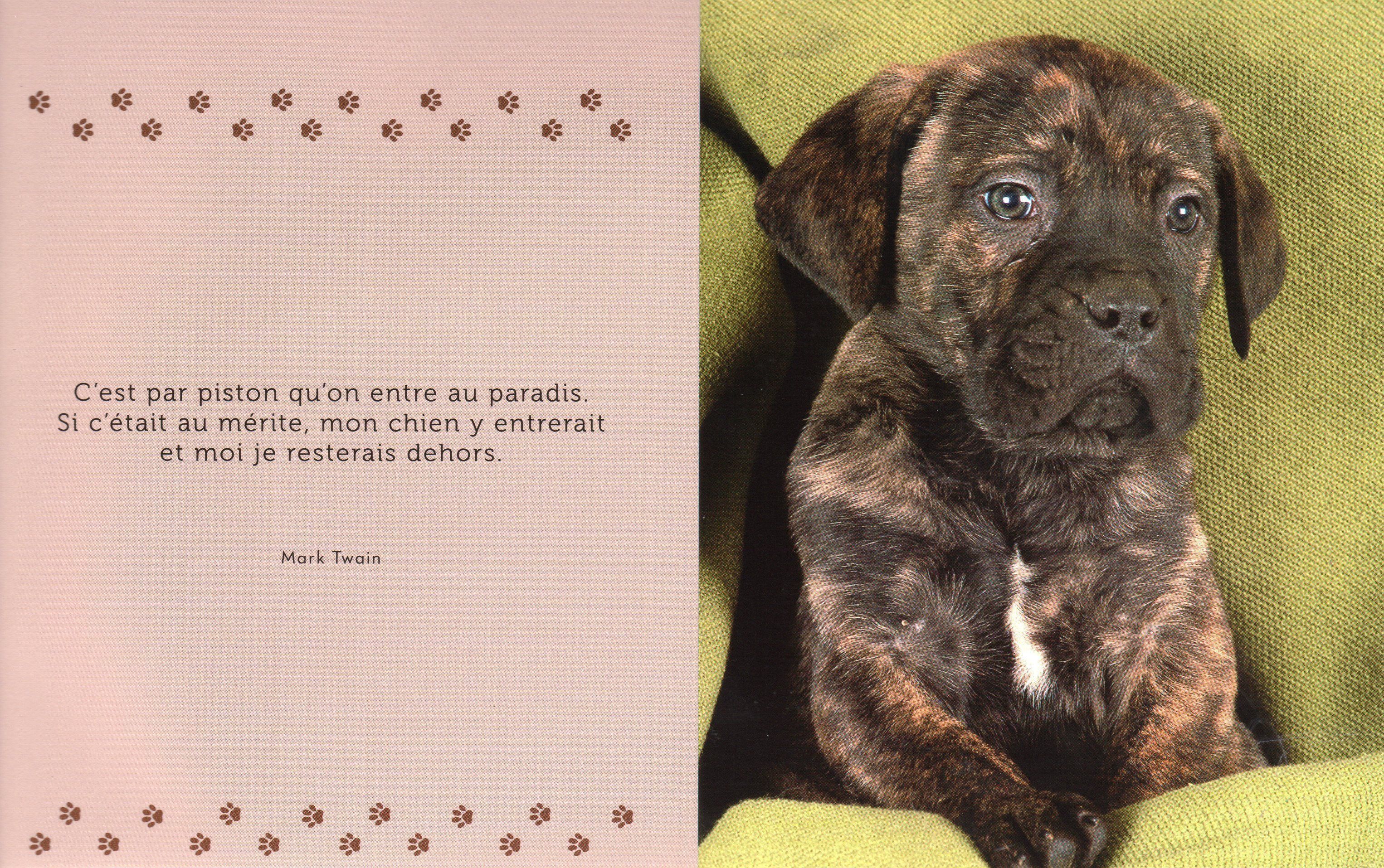 Citation et photo de chiens 27