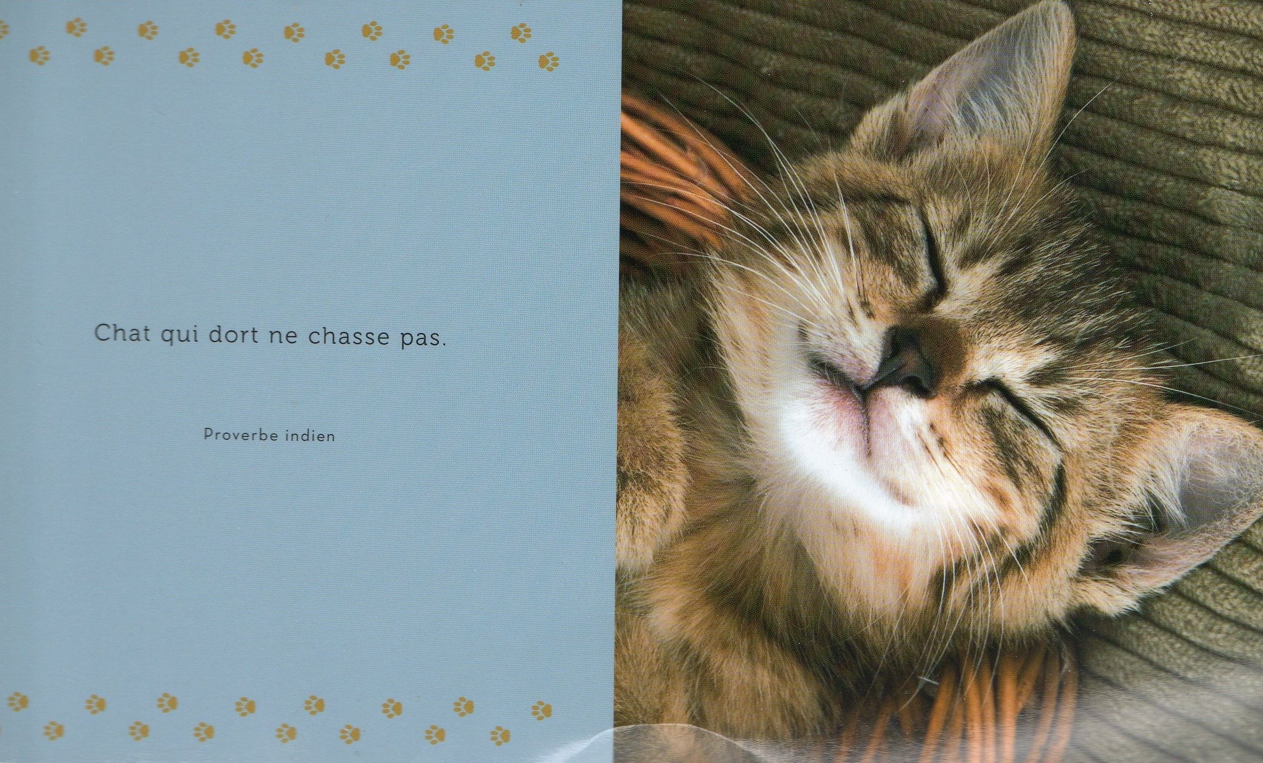 Citations et photos de chats