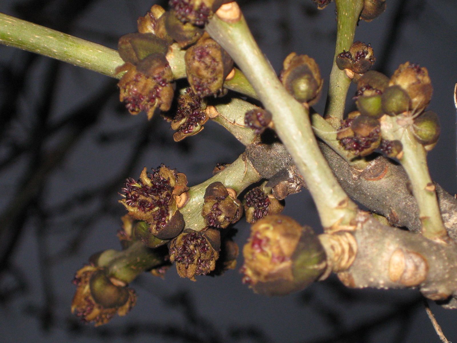 Citation et photo de nature