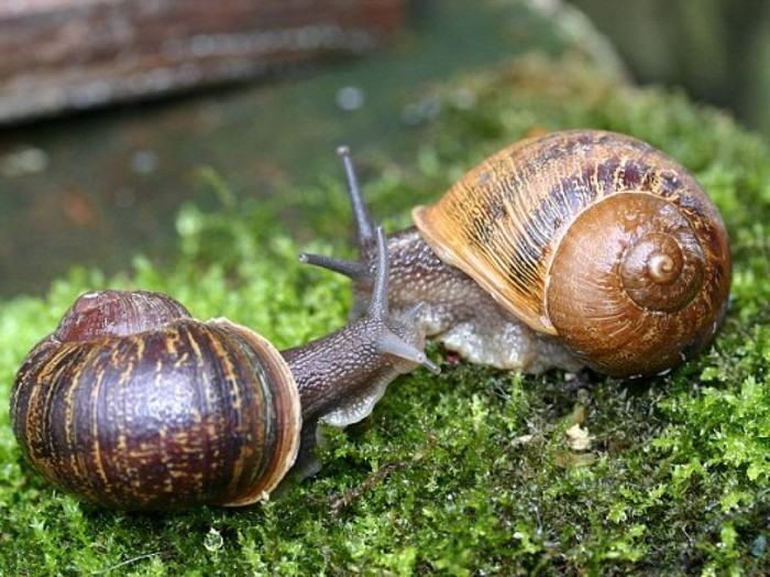 Chanson des escargots qui vont à l’enterrement Prévert