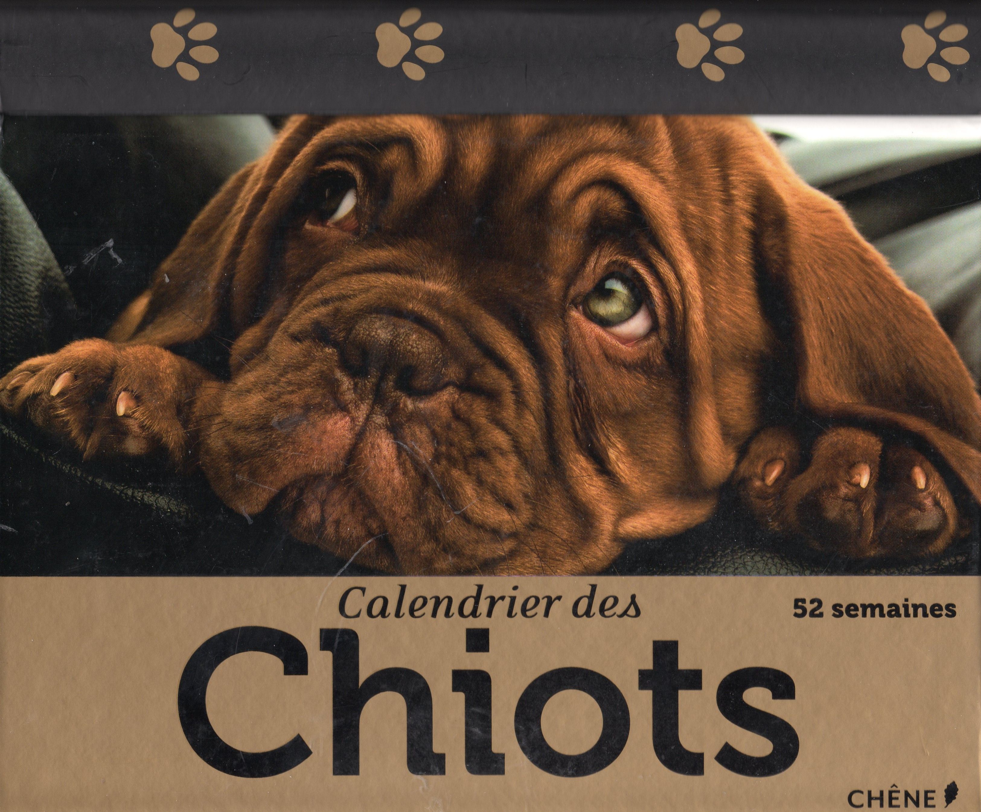 Citation et photo de chiens