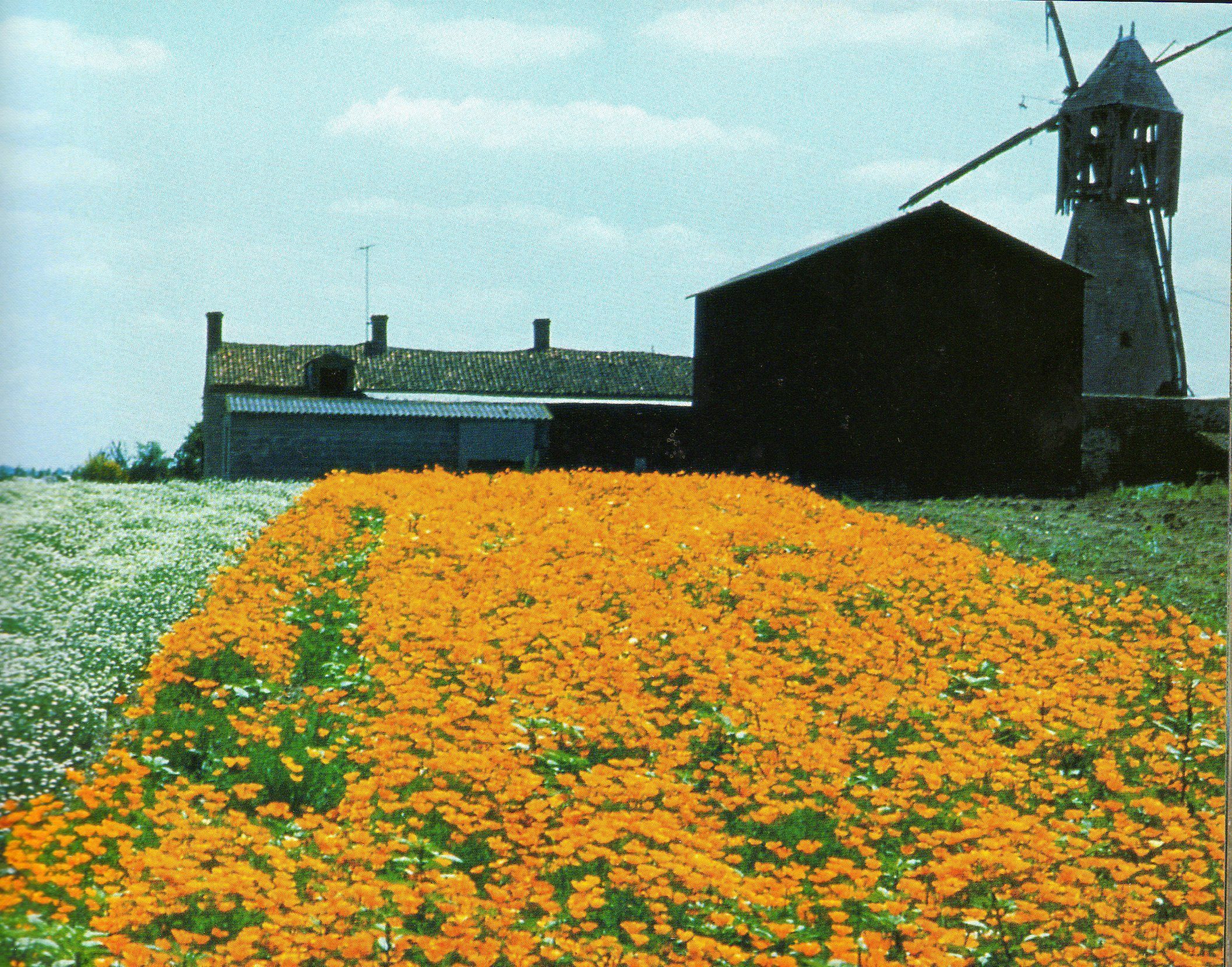 TÉLÉCHARGER LA COLLINE AUX COQUELICOTS VOSTFR AUX TÉLÉCHARGER LA COQUELICOTS VOSTFR COLLINE