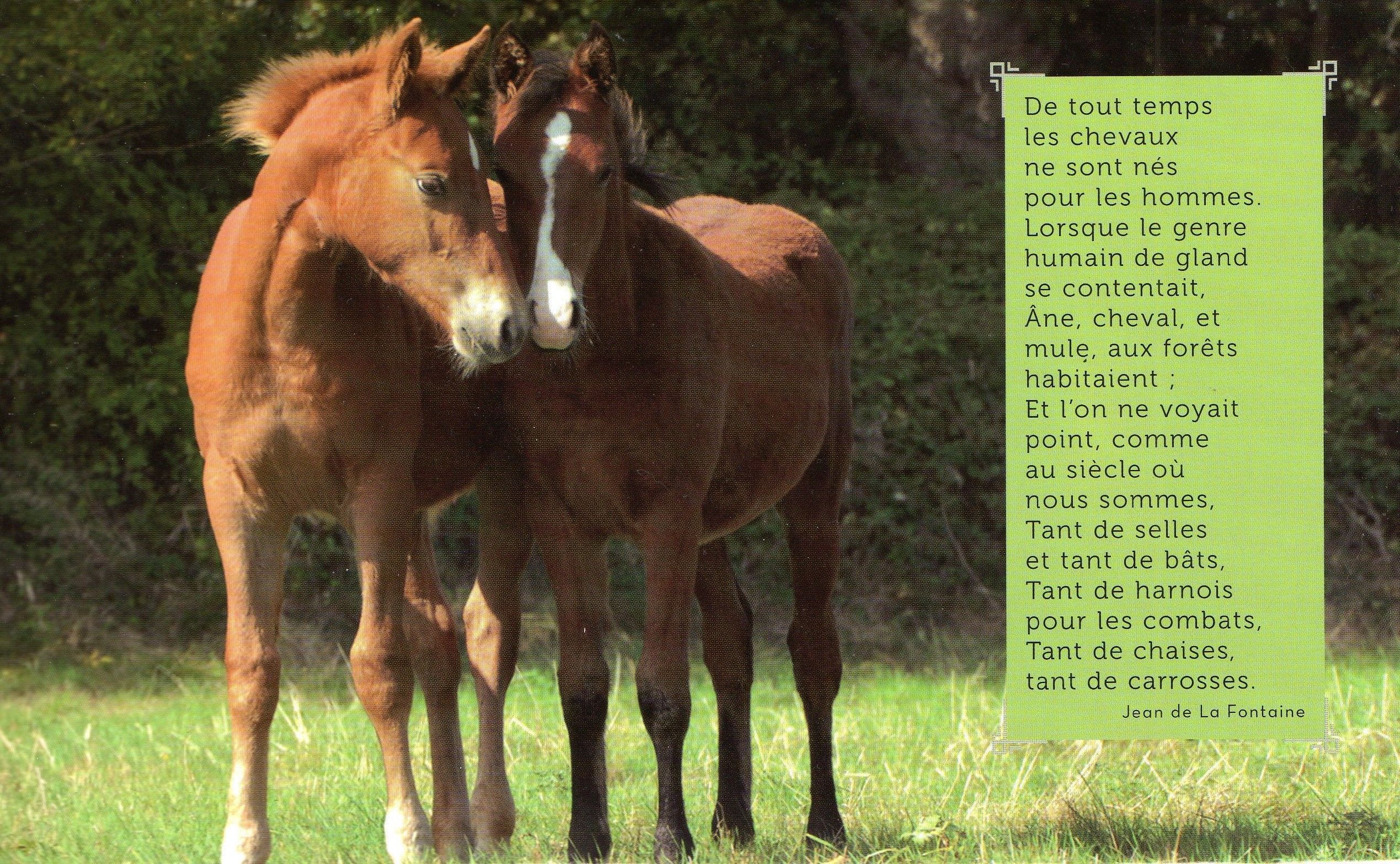 Citation Et Photo De Cheval