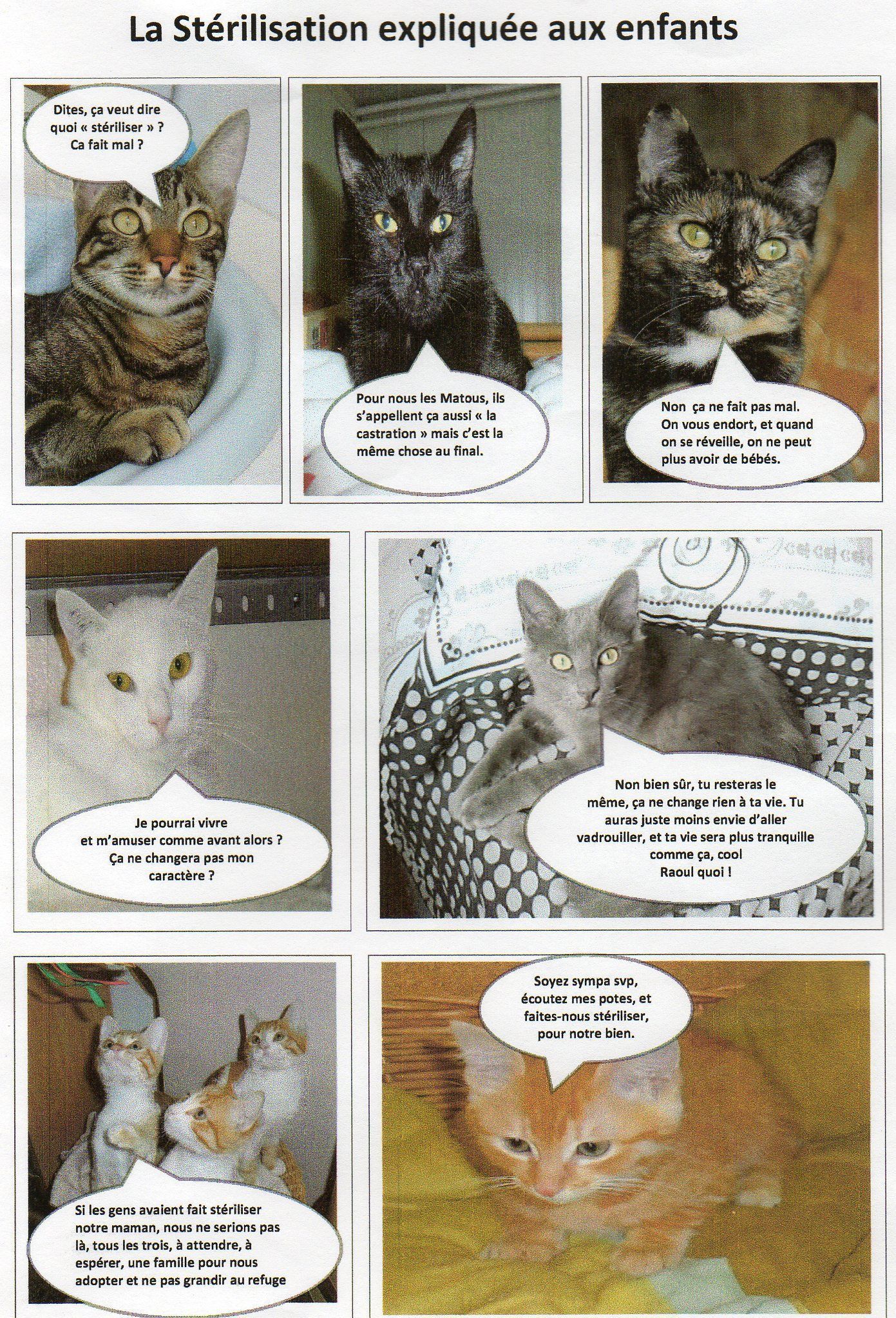 Stérilisation chat gratuite dijon