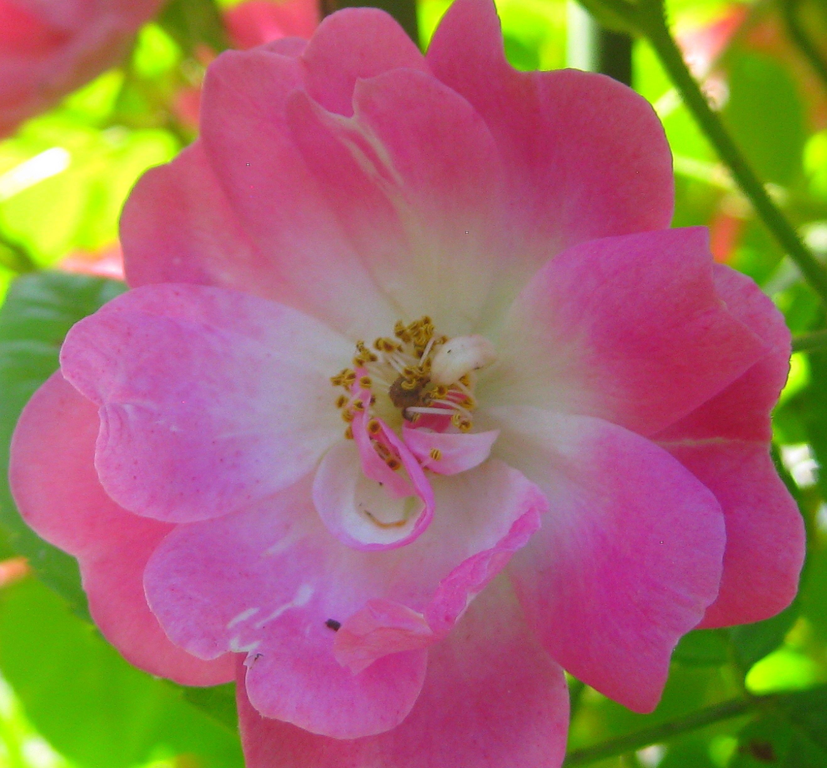 adorime rose tot adorime rose tot