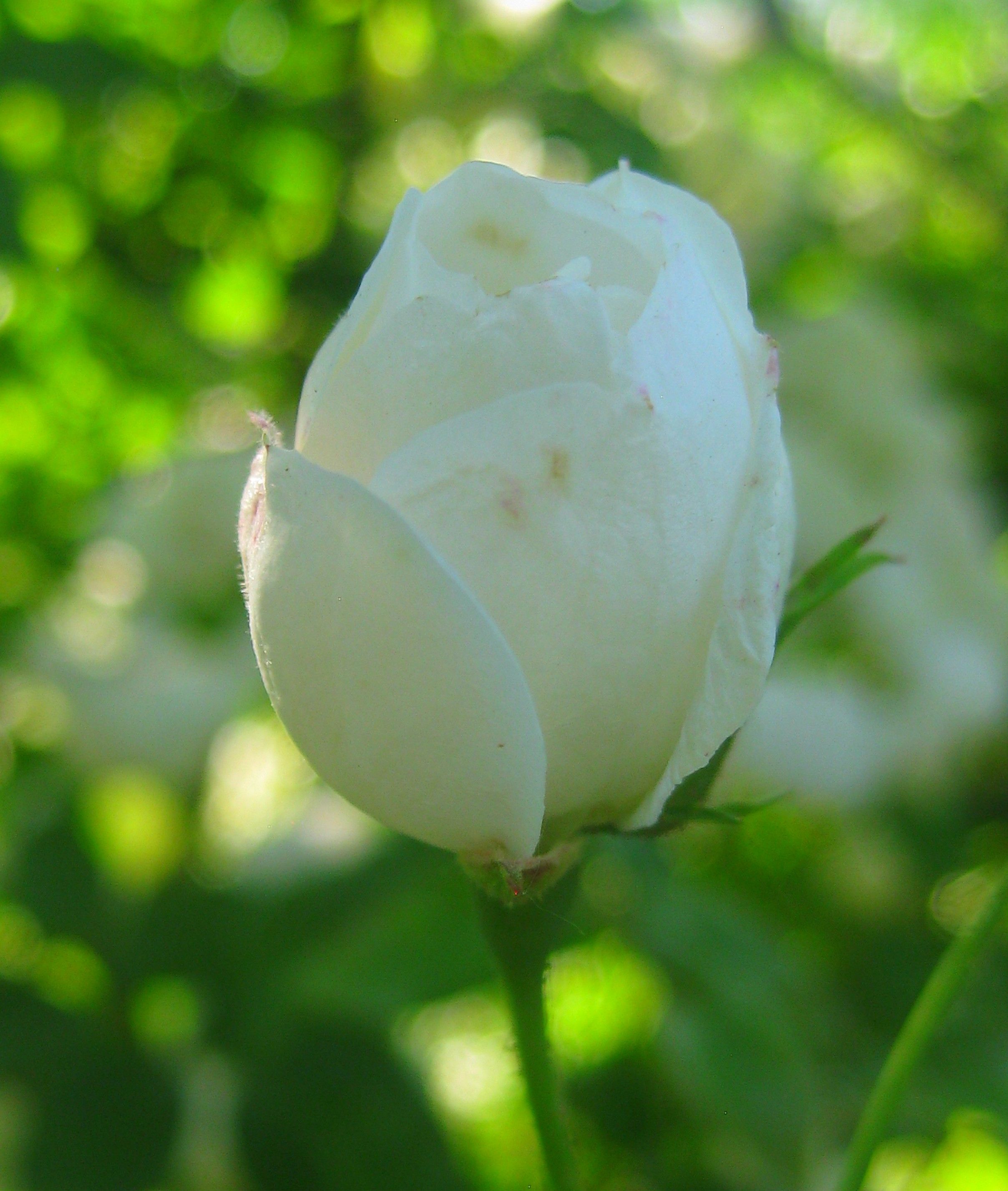 adorime rose tot adorime rose tot