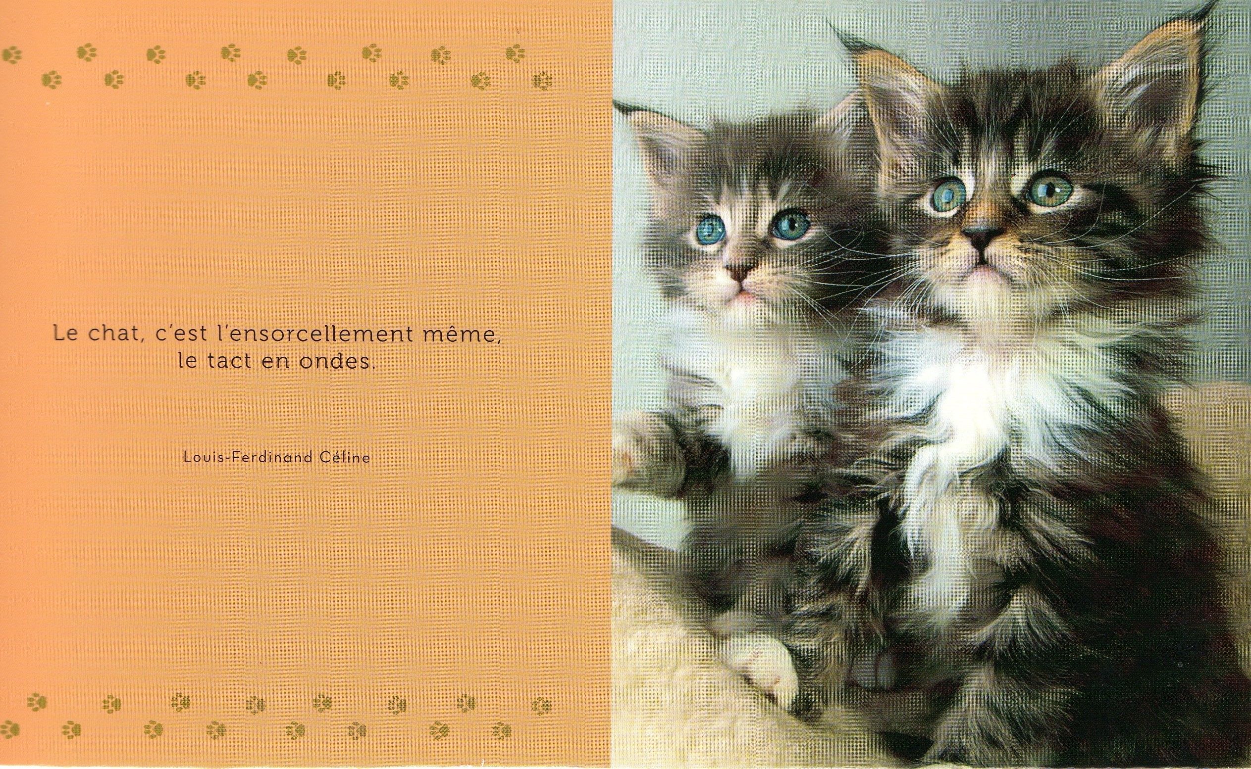 Citation et photo de chat