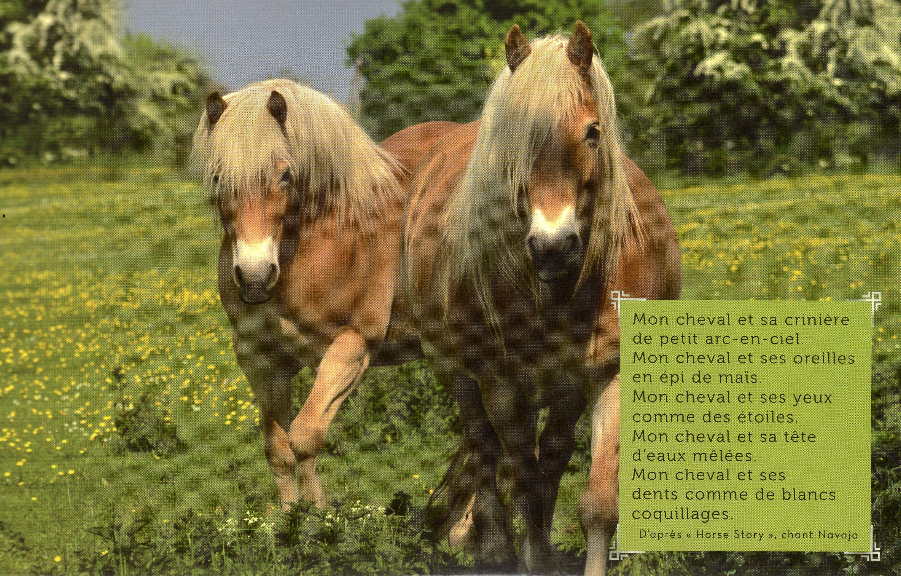 Citation Et Photo De Cheval