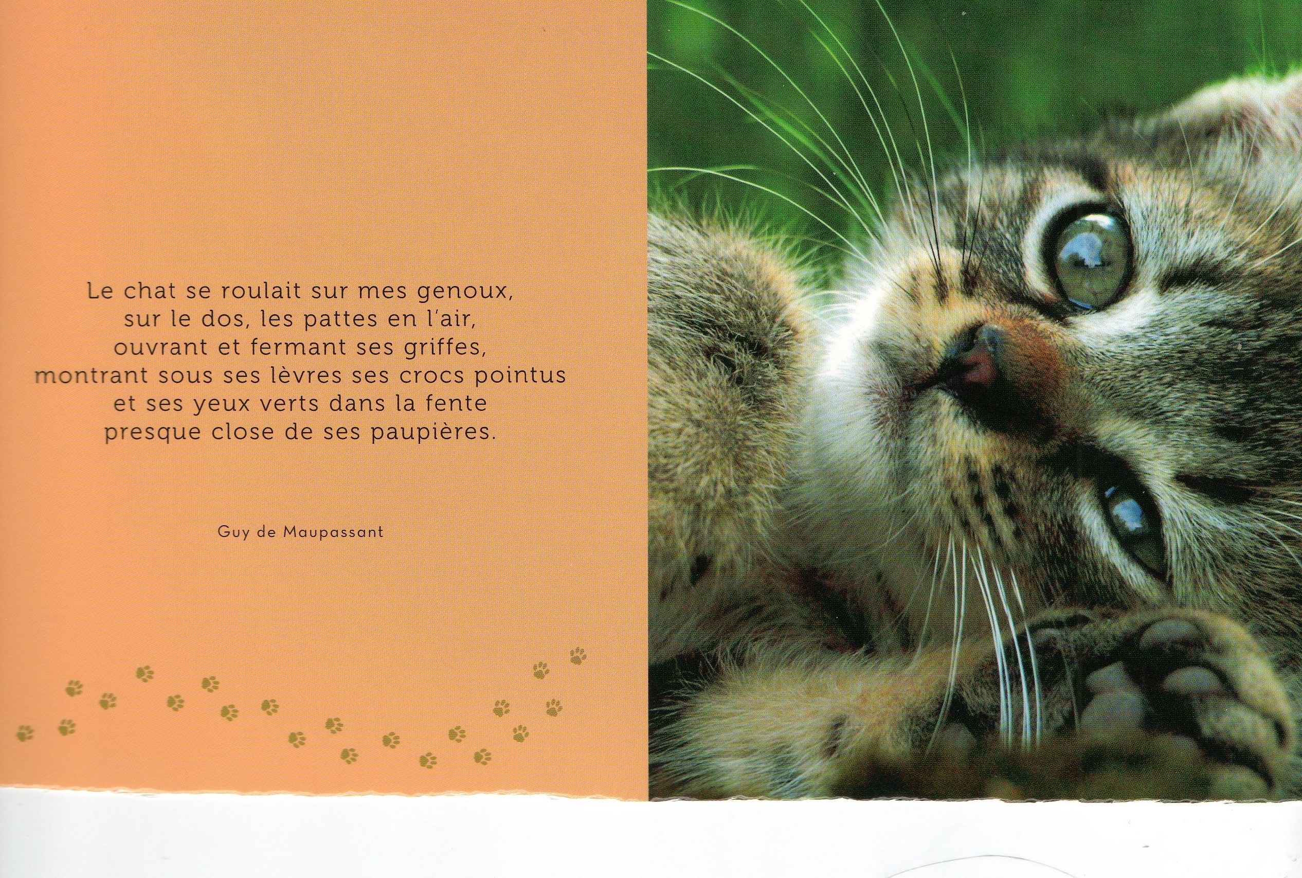 Citation et photo de chat 40