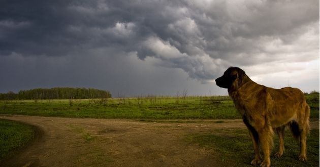Comment calmer un chien qui a peur de l’orage Comment calmer un chien qui a peur de l’orage