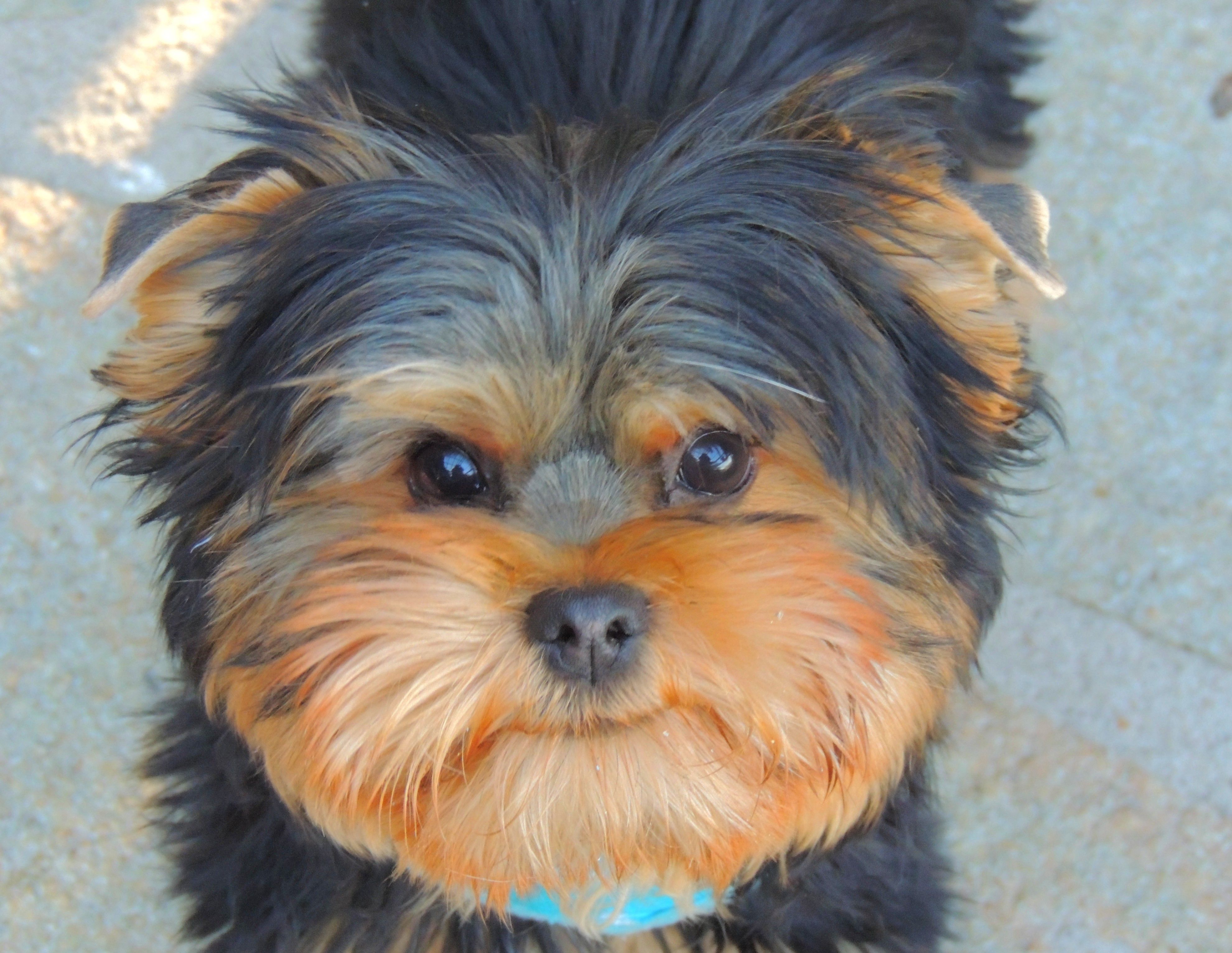 Anniversaire d'Hercule!!1