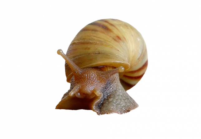 snail-2746141_960_720