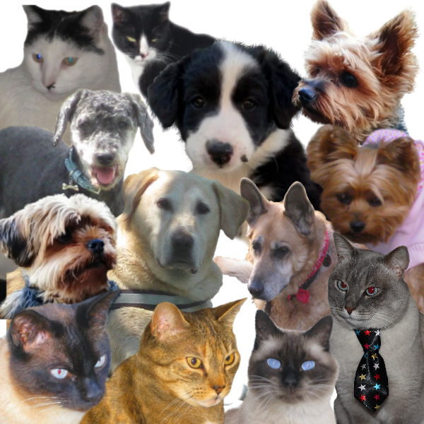 tout_les_loulous_brigitte_sur_fond_transparent