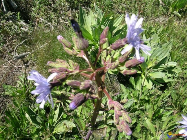 visoterra-fleur-de-chicoree-sauvage-79